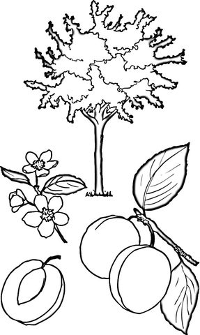 Apricot Tree  Coloring Page